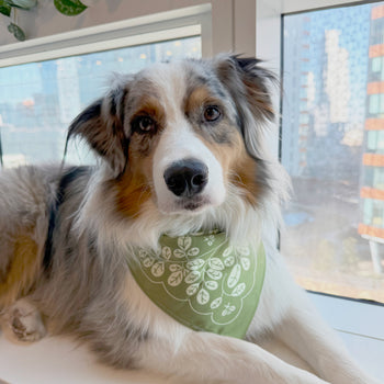 Moringa Bandana